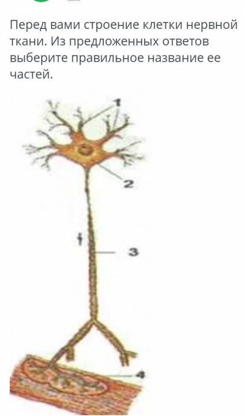 надо ответ только правильно до ночи 1- дендриты2- тело нейрона3- синапс4- аксон1- аксон2- тело нейро