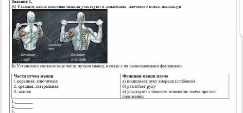 А) Укажите, какая основная мышца участвуют в движениях плечевого пояса, используя Б) Установите соот