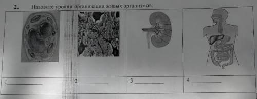 Назовите организации живых организмов ​