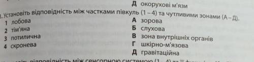 Установить відповідність між частками півкуль(1-4) та чутливими зонами(а-д)​