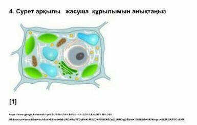 Осы жасуша қалай аталады?​