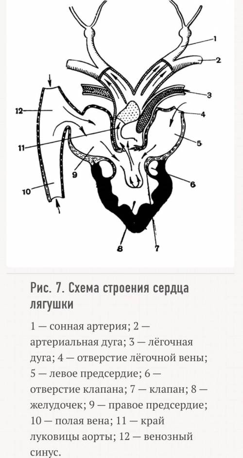 Какое строение имеет сердце лягушки​