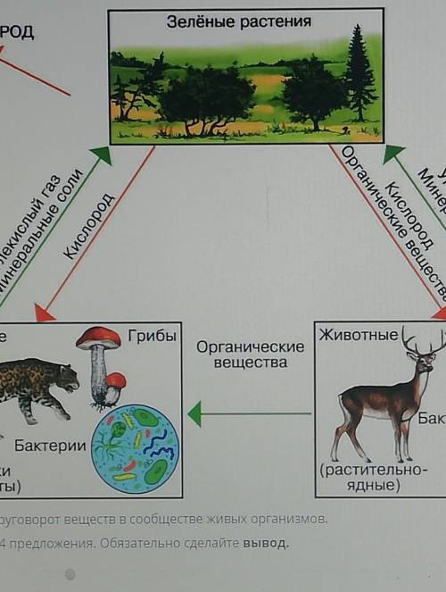 Зелёные растения КИСЛОРОДУглекислый газМинеральные солиКислородОрганические веществаКислородМинераль