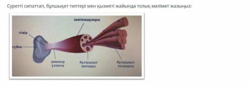 Опишите картинку и напишите подробную информацию о типах и функциях мышц.