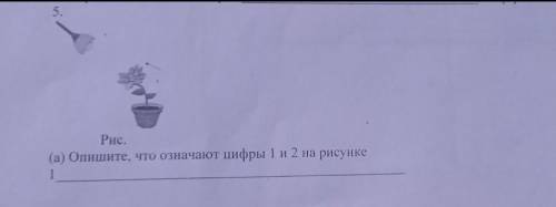 Рис.а) Опишите, что означают цифры 1 и 2 на рисунке​