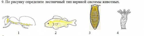 По рисунку определите лестничный тип нервной системы животных