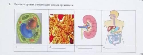 1. Назовите уровни организации живых организов. с СОЧ ​