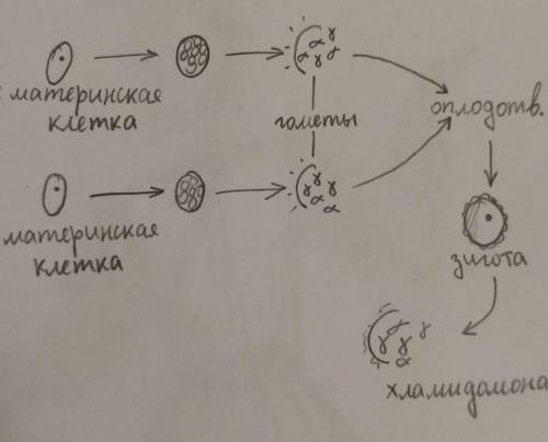 Проверьте правильно ли изображено размножение хламидомонады ! ​