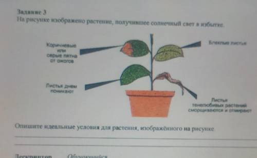 Задание 3 На рисунке изображено растение, получившее солнечный свет в избытке.Блеклые листьяКоричнев