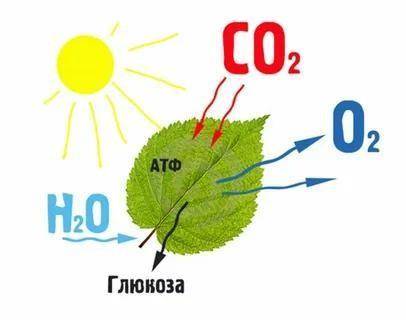 1. Какой процесс изображен на рисунке: 2. Охарактеризуйте процесс, представленный на рисунке: