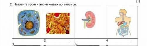 2.Назовите уровни жизни живых организмов​