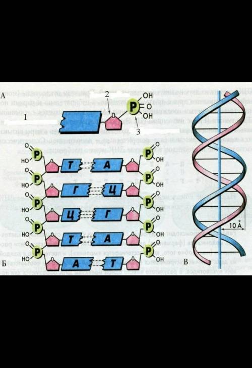 1)   На рисунке изображено строение ДНК: a) Подпишите названия элементов под цифрами:1)    2)    3) 