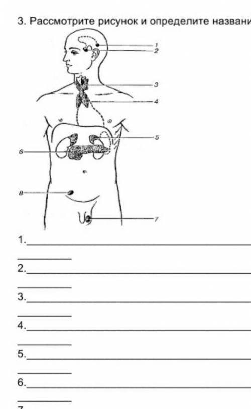 Рассмотрите рисунок и определите название желез​