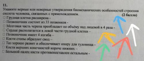 Укажите верные или Неверные утверждение биометрических особенности строения скелета человека мне ​