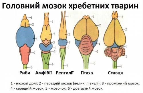 Порівняння будови головного мозку хребетних тварин Мета: закріпити знання про будову головного мозку