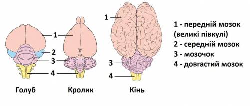 Порівняння будови головного мозку хребетних тварин Мета: закріпити знання про будову головного мозку