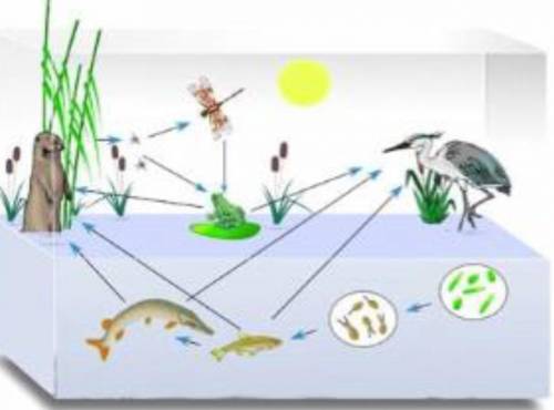 Внимательно изучи рисунок и составь 2 трофические цепи, одна из которых начинается в воде, другая —