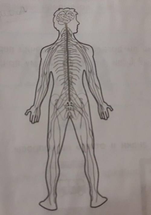 5.1. Как называется эта система? Запиши её название естроке ответа.ответ:Нервная система​