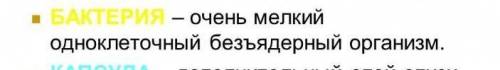 Клетки организмов, не имеющих оформленного ядра – это клетки животных бактерий грибов растений