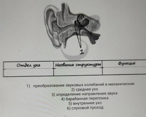 11. Рассмотрите рисунок строения уха и указанную под цифрой 1 структуру, укажите отдел уха, к которо