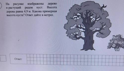 На рисунке изображены дерево и растущий рядом куст. Высотадерева равна 4,9 м. Какова примернаявысота