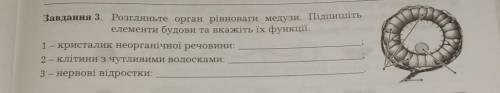 Завдання 3. Розгляньте орган рівноваги медузи. Підпишіть елементи будови та вкажіть їх функції.1 — к