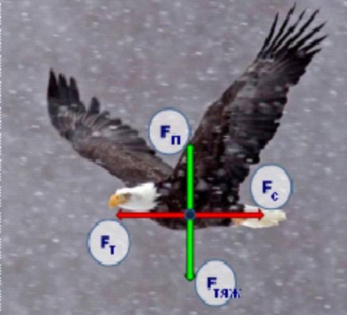 , с физикой На птицу действуют 4 взаимно перпендикулярные силы. Вид силы Сила тяги, Fт Сила сопрот