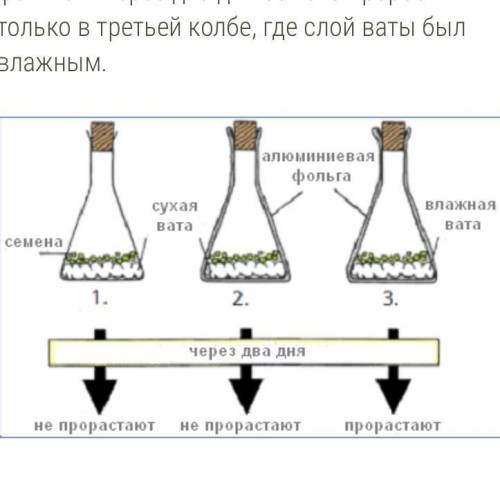 Ученик проводил эксперимент по проращиванию семян. Он поместил семена в три колбы. В первой и во вто