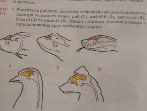 роздивись рисунок на якому зображено місцеположення та розміри головного мозку хребетних тварин. Вия