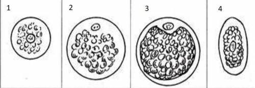 Яйцеклітини: 1 - ссавця, людини; 2 - земноводних; 3 - птахів; 4 - комах. Питання: яка риса характерн