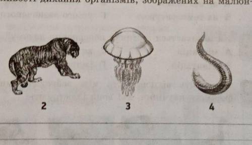 Поривняйте особливости живлення та травлення організмів зображенных на малюнку 2 и 4​