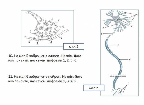 . Анатомічно нервову систему поділяють на (1) та (2). До складу першої входять (3) та (4) мозок.