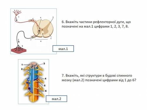 . Анатомічно нервову систему поділяють на (1) та (2). До складу першої входять (3) та (4) мозок.