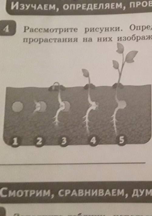 Рассмотрите рисунки Определите и Подпишите Какие типы прорастания на них изображены ​