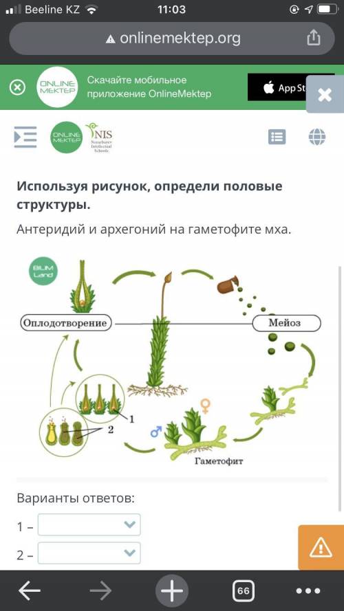 Варианты ответов Антеридий Архегоний