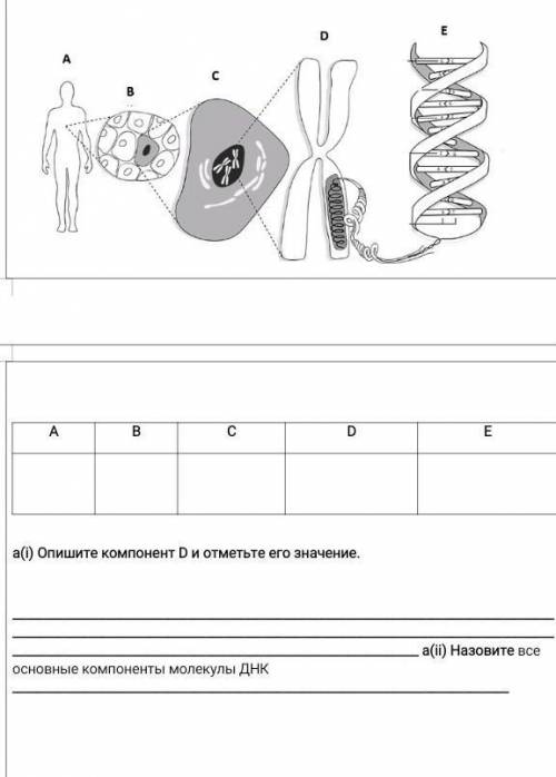 Опишите компонент D и отметьте его значение. а(ii) Назовите все основные компоненты молекулы ДНК ​