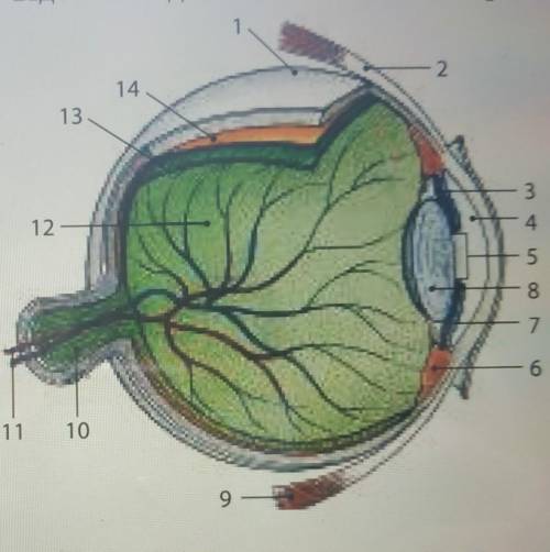 Самостійна робота з ілюстрацією Зіставте назви елементів бу-дови ока людини з їхніми позна-ченнями: