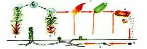 Напишите названия гаметофитных и спорофитных потомков мха. Поколение гаметофитов:Спорофитное поколен