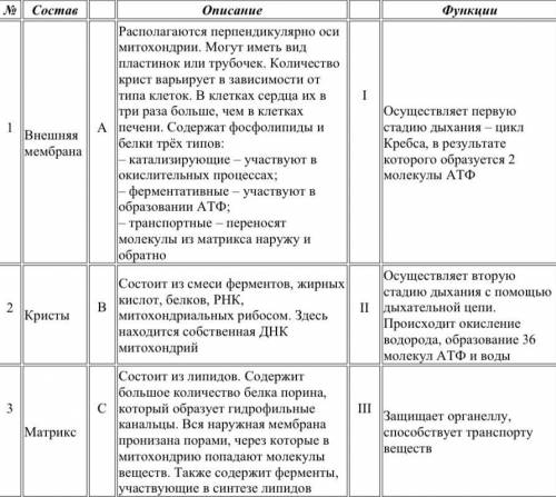 Найдите соответствие между структурами и процессами, происходящими в митохондрии.