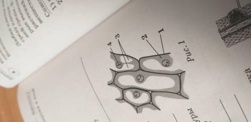 Рассмотрите рисунок растительных клеток . Какая структура клетки обозначена на рисунке цифрой 4 ?