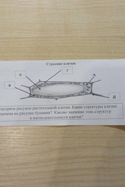 Биология. Рассмотрите рисунок растительной клетки. Какие структуры клетки обозначены на рисунке букв