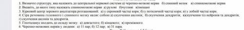 Визначте структуру що належить до центральної нервової системи ​