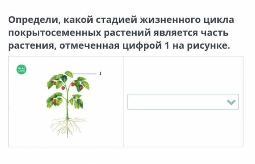 Определи, какой стадией жизненного цикла покрытосеменных растений является часть растения, отмеченна