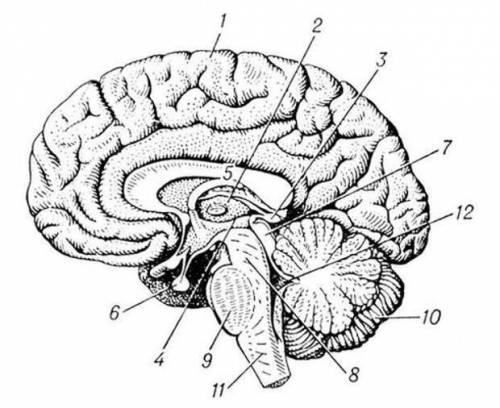 Назовите отделы головного мозга