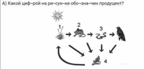 А) Какой циф-рой на ри-сун-ке обо-зна-чен продуцент?​