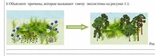 Объясните причины, которые вызывают смену экосистемы на рисунке 1.1.​