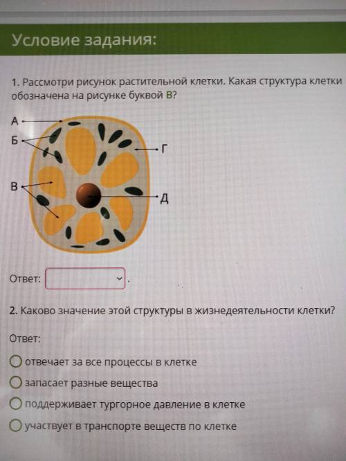 Что под буквой В? Задание 1 и 2 Варианты:1. Цитоплазма2. Ядро3. Выкуоль4. Оболочка+ 3 и 43 - Вариант