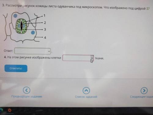 Что под буквой В? Задание 1 и 2 Варианты:1. Цитоплазма2. Ядро3. Выкуоль4. Оболочка+ 3 и 43 - Вариант