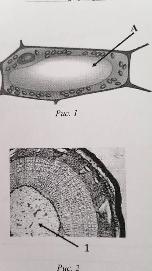 3.1.рассмотрите рисунок растительной клетки рис 1 какая структура клетки обозначена на рисунке А 3.3