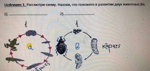 Рассмотри смеху. Назови, что похожего в развитии двух животных?